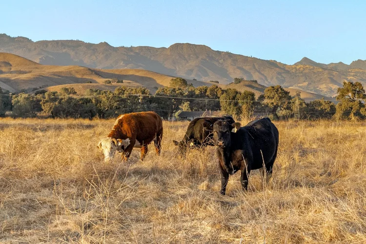 Circle K Front Ranch — property photograph 120