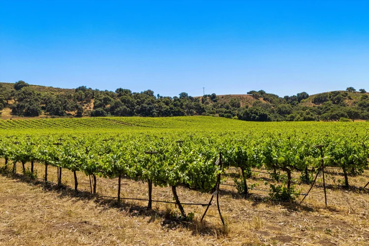 Goodchild Vineyard — property photograph 19