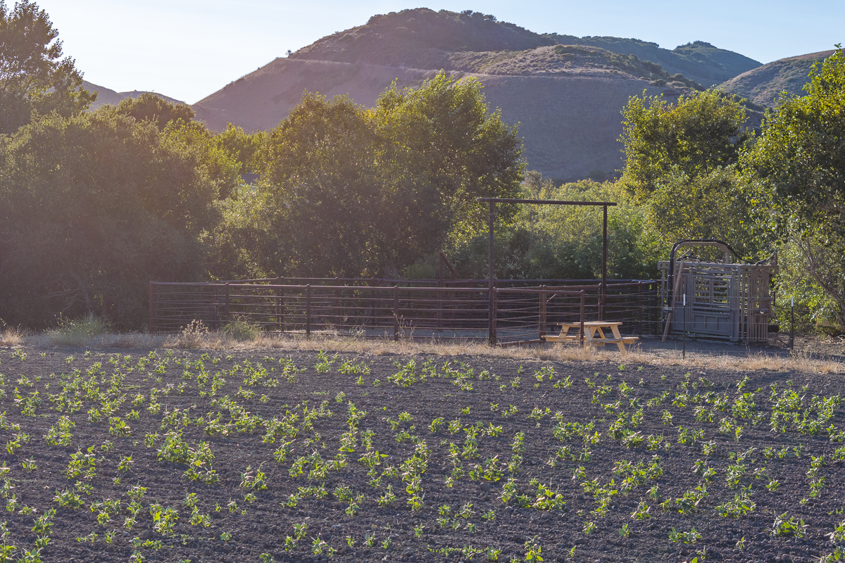 Big Bend Ranch - July 2026 - Web-091.png