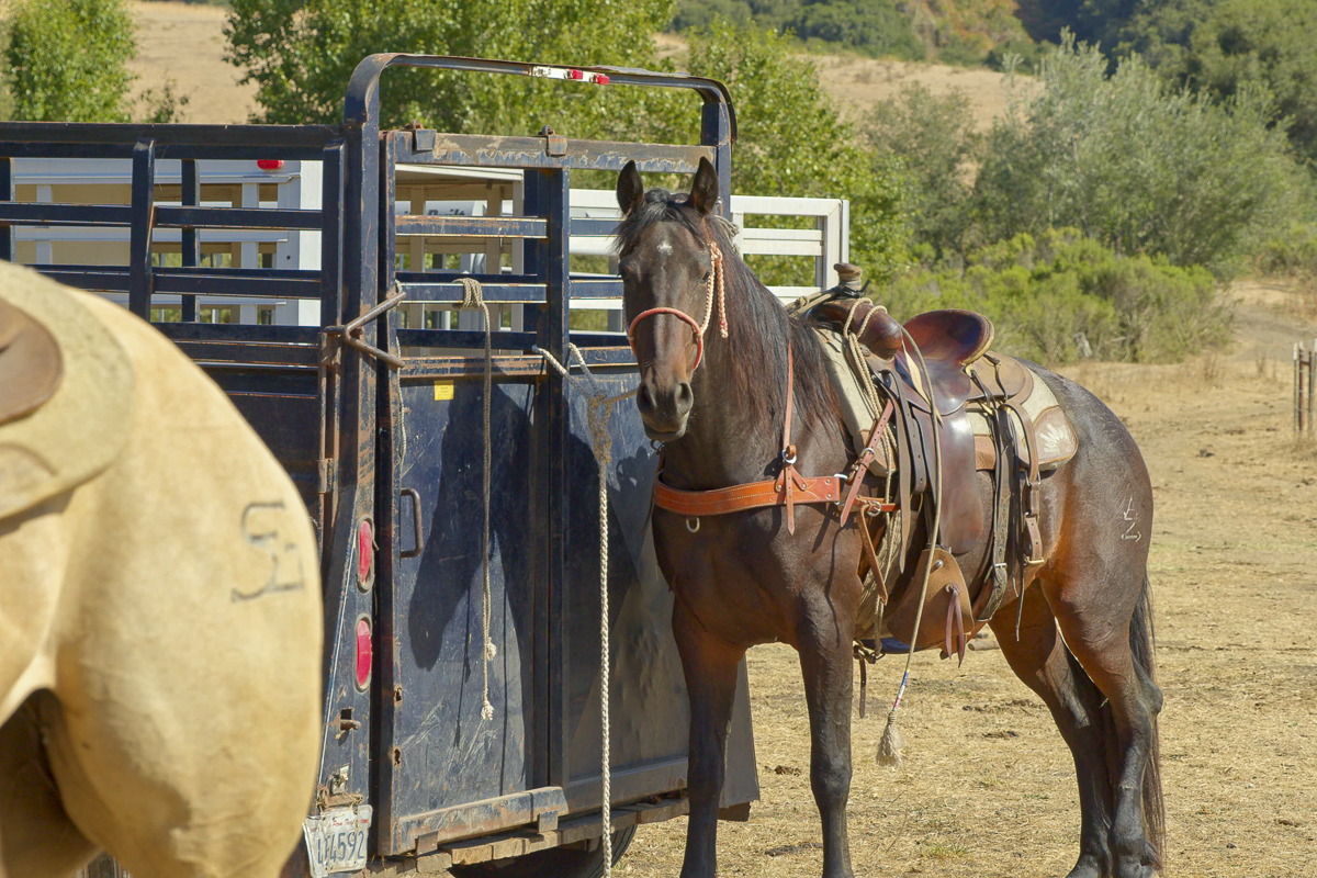 Big Bend Ranch - Working Country - Web-04.png