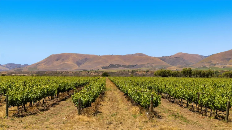 Goodchild Vineyard — property photograph 18