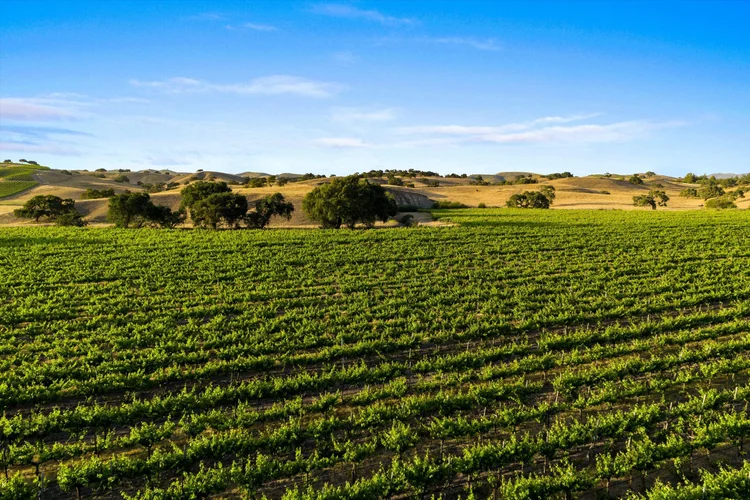 Carrari Vineyard — property photograph 11