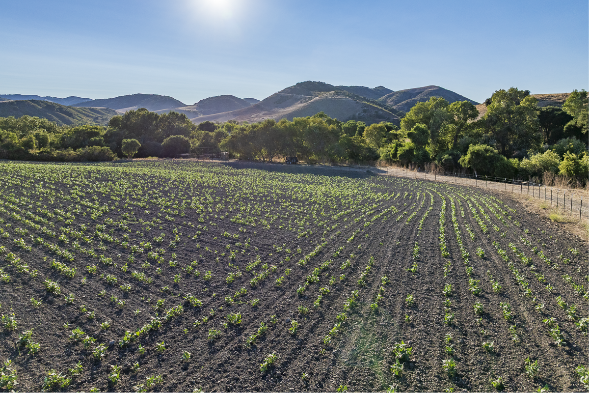 Big Bend Ranch - Ranch Land - Web-17.png