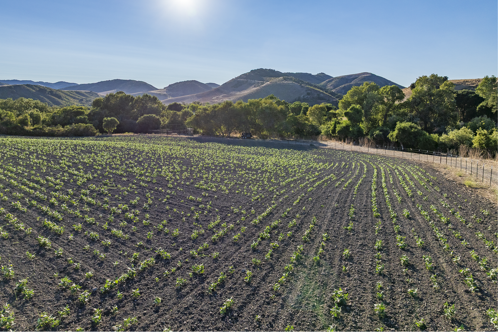 Big Bend Ranch — land view 16