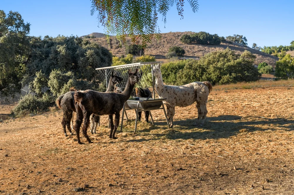 Circle K Ranch — lower ranch & grounds photograph 142