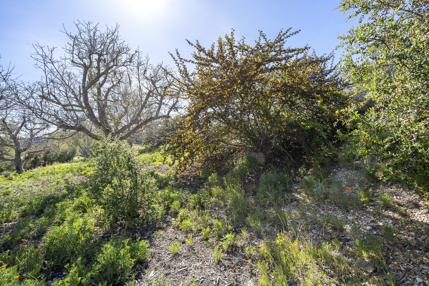 3226 Jalama - March 2026 - Web-4.png