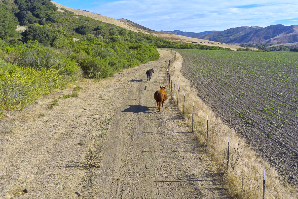 Big Bend Ranch - Working Country - Web-19.png