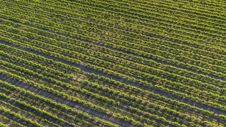 Ron’s Vineyard — property photograph 9
