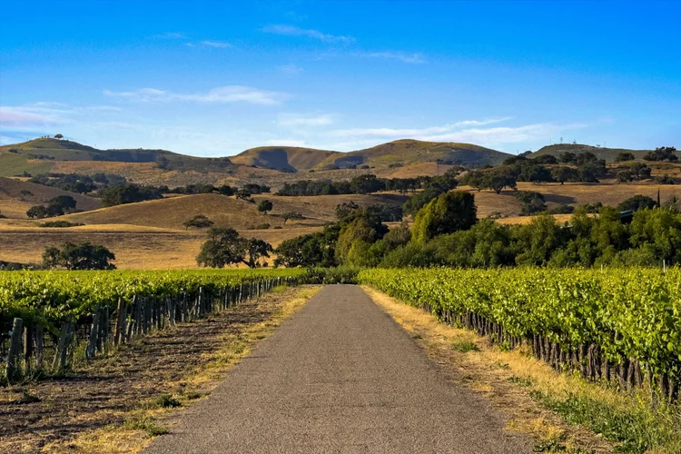 Carrari Vineyard — property photograph 21
