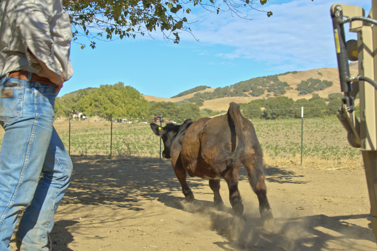 Big Bend Ranch - Working Country - Web-18.png