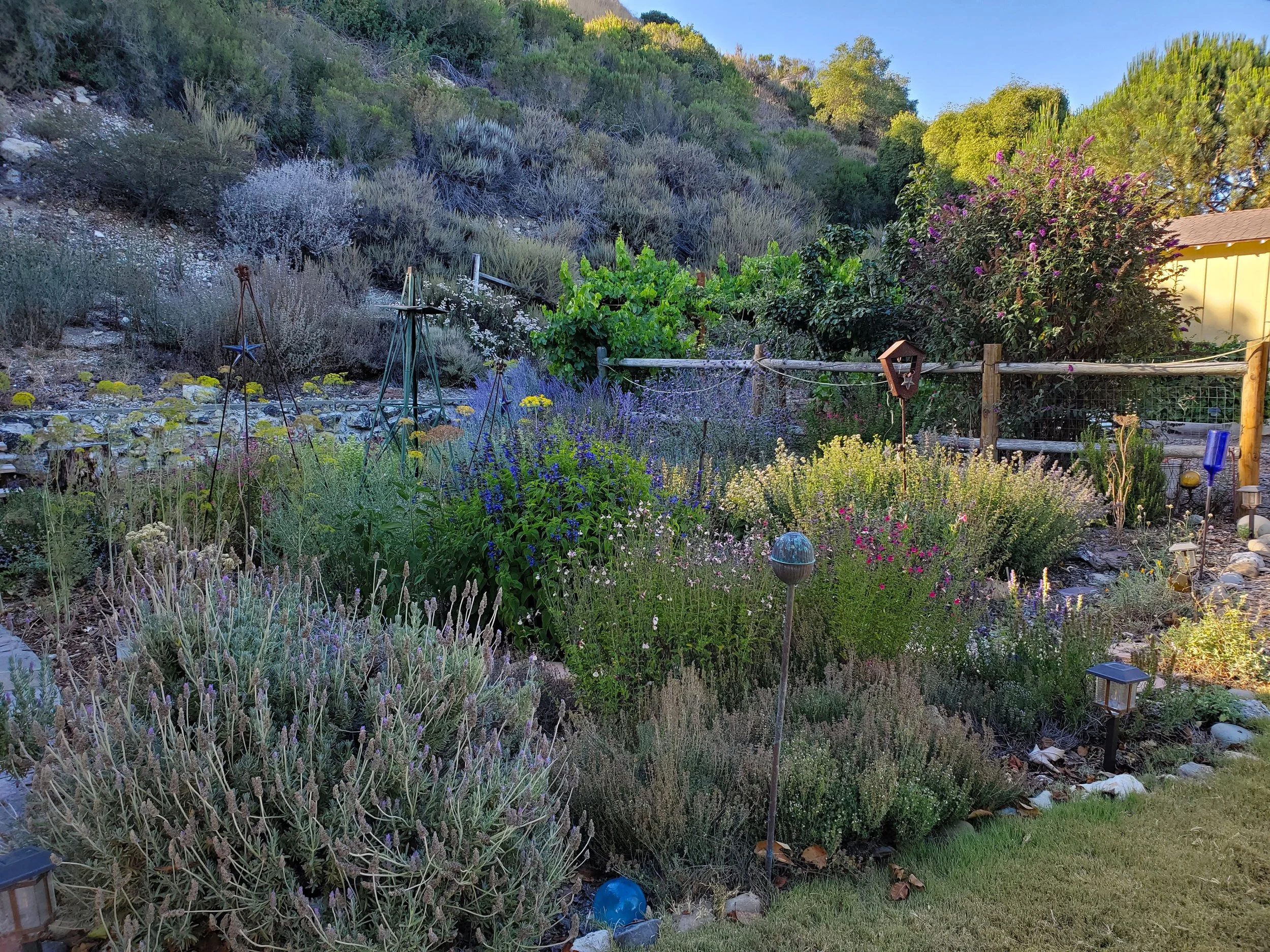 2022 herb garden.jpg