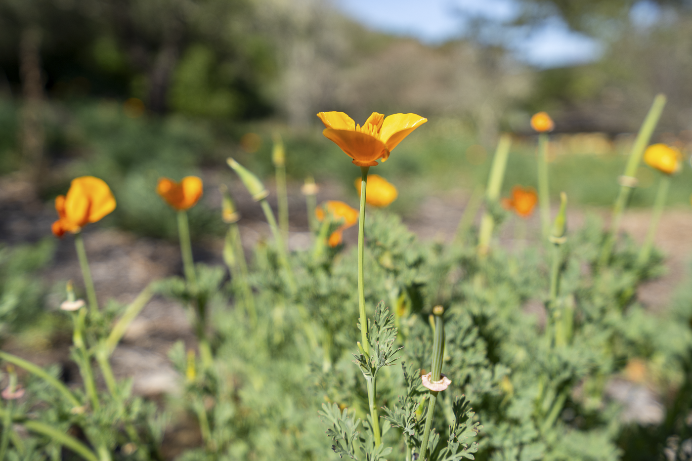 3226 Jalama - March 2026 - Web-3.png