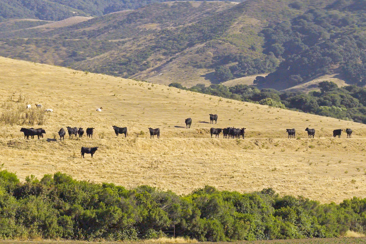 Big Bend Ranch - Working Country - Web-20.png