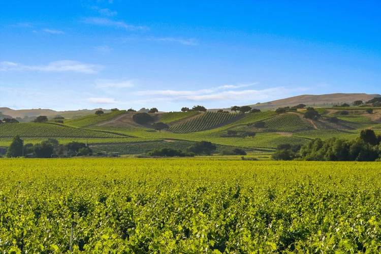 Carrari Vineyard — property photograph 14