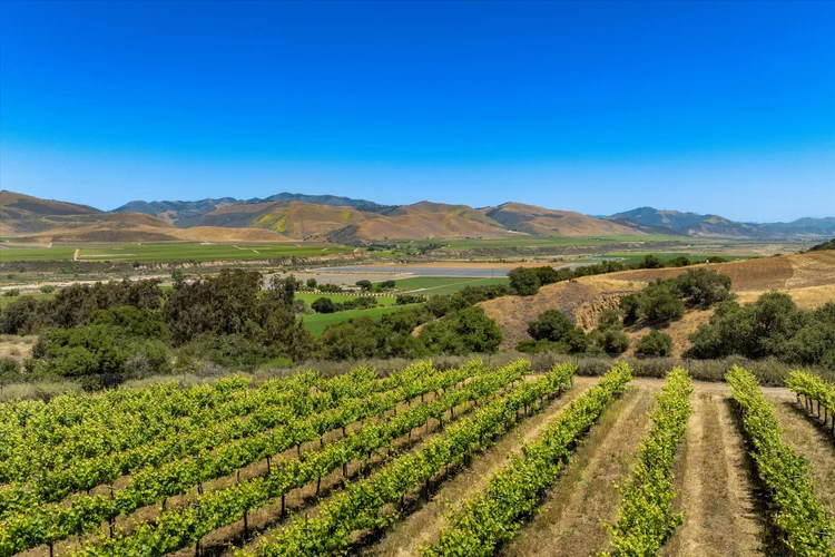 Goodchild Vineyard — property photograph 16