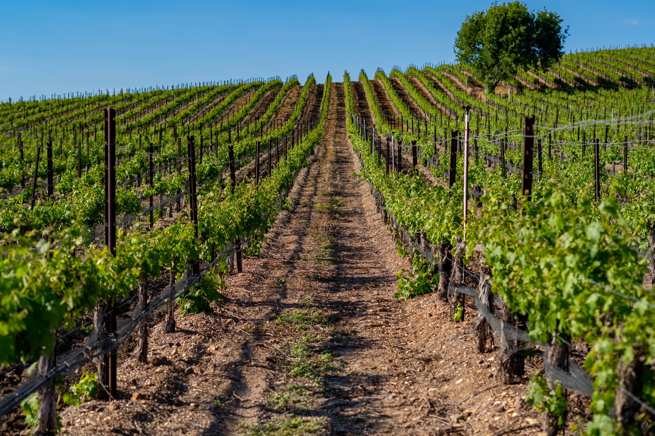 ESTELLE RANCH Santa Ynez 393 Acres 25,250,000 — Coastal Ranch