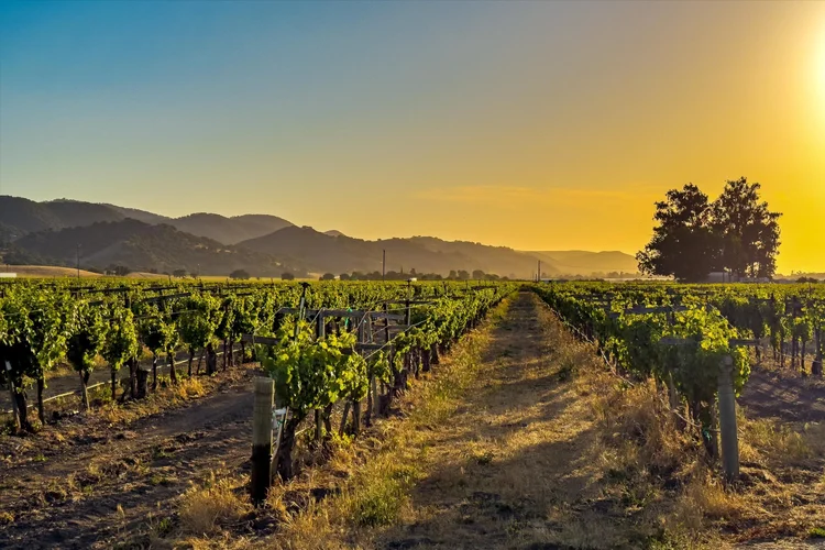 Carrari Vineyard — property photograph 13