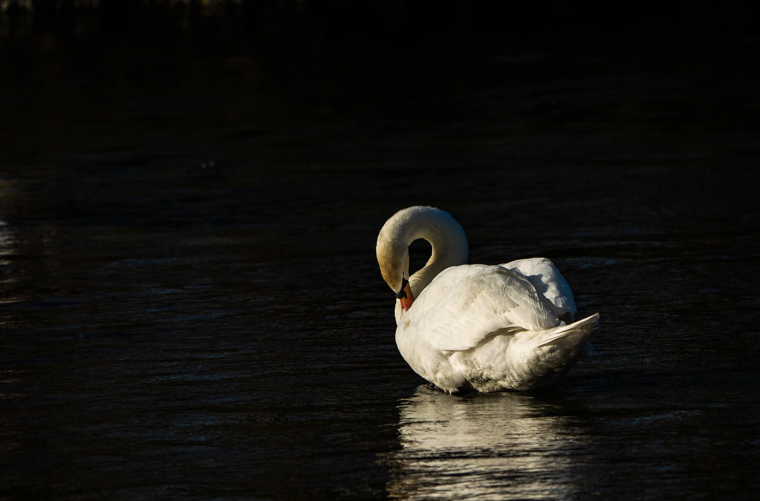 Swan