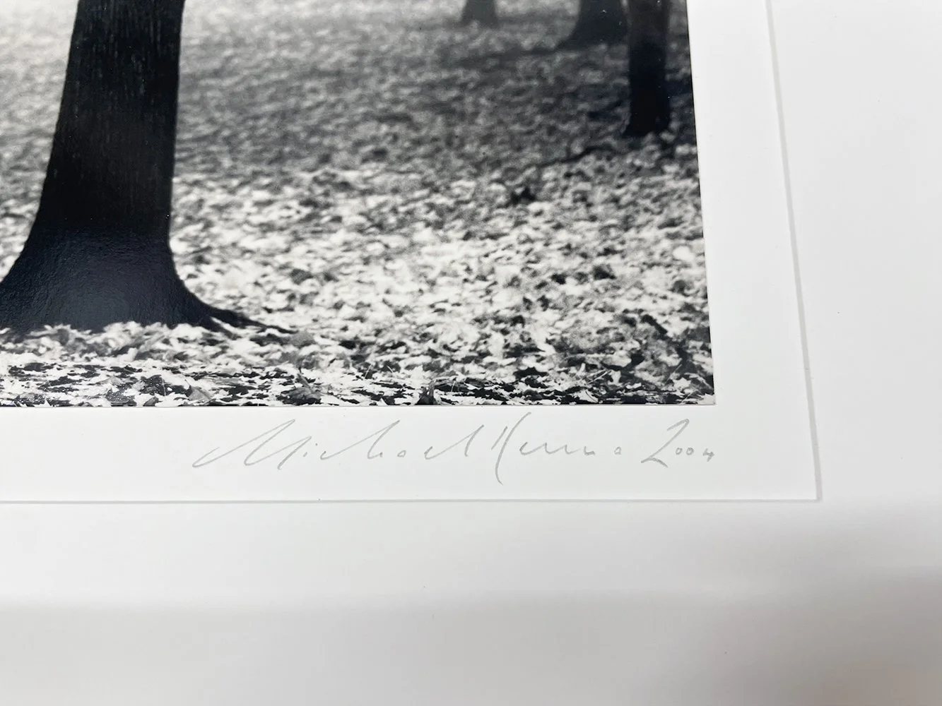 3_13469_Kenna_Irving Park Tree.jpg