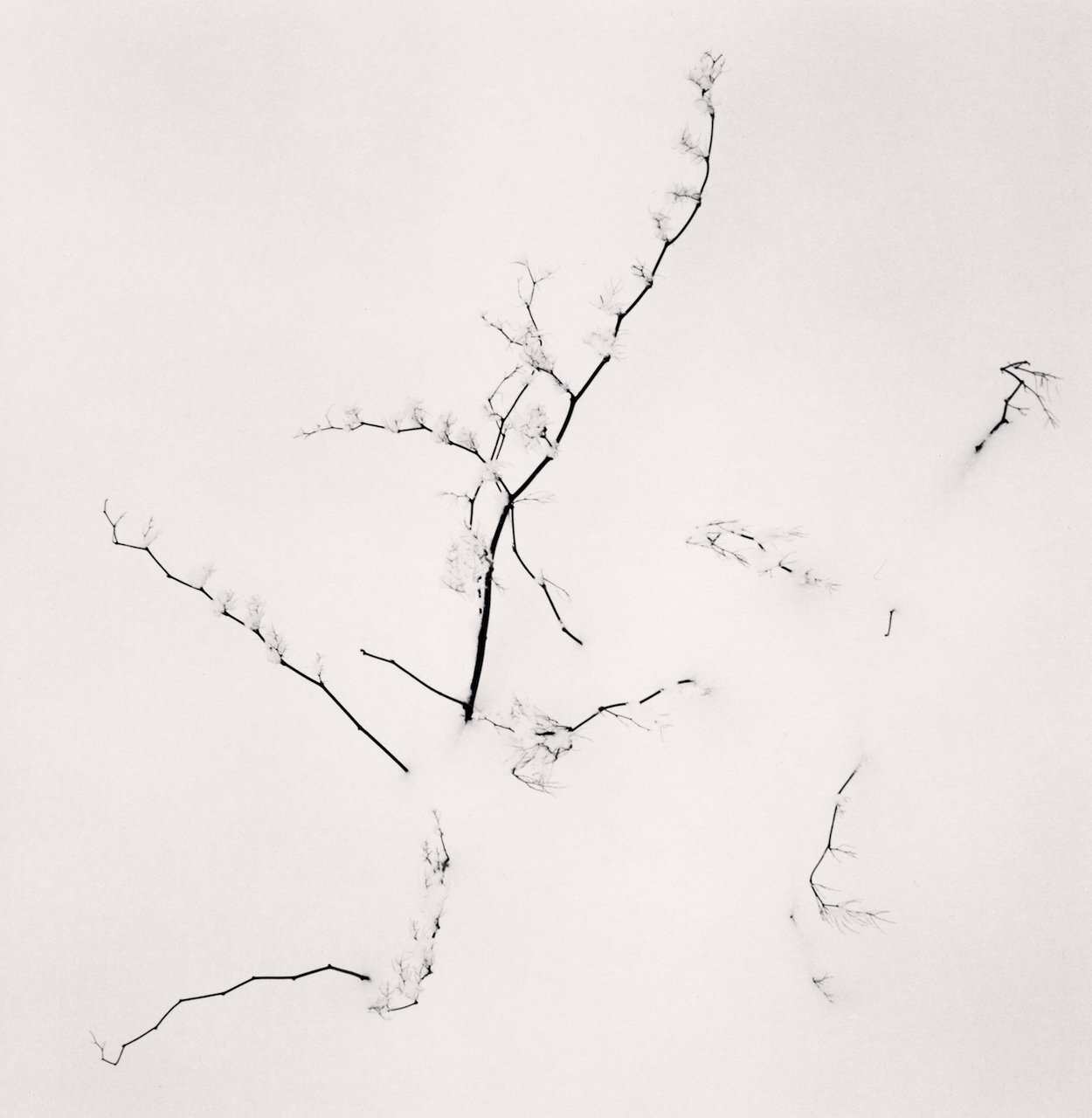 Michael Kenna: Itadori, Utanobori, Hokkaido, Japan. 2023