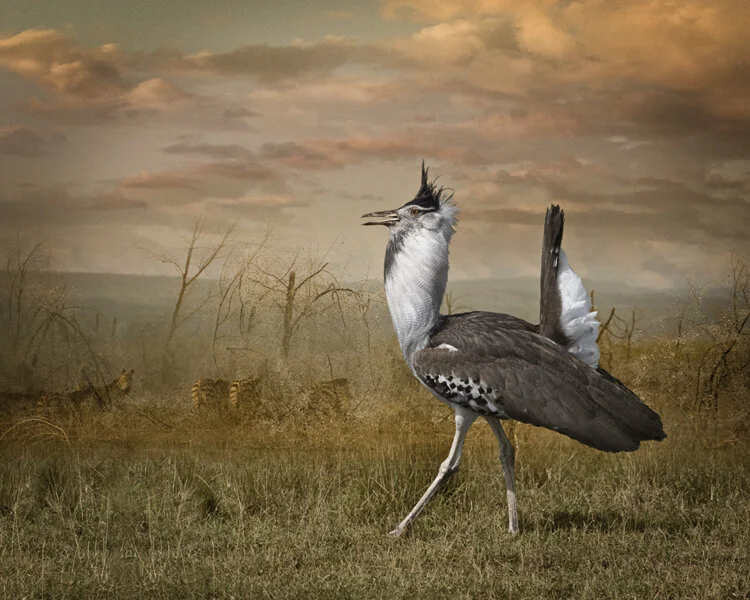 Kori Bustard and Zebras, 2009