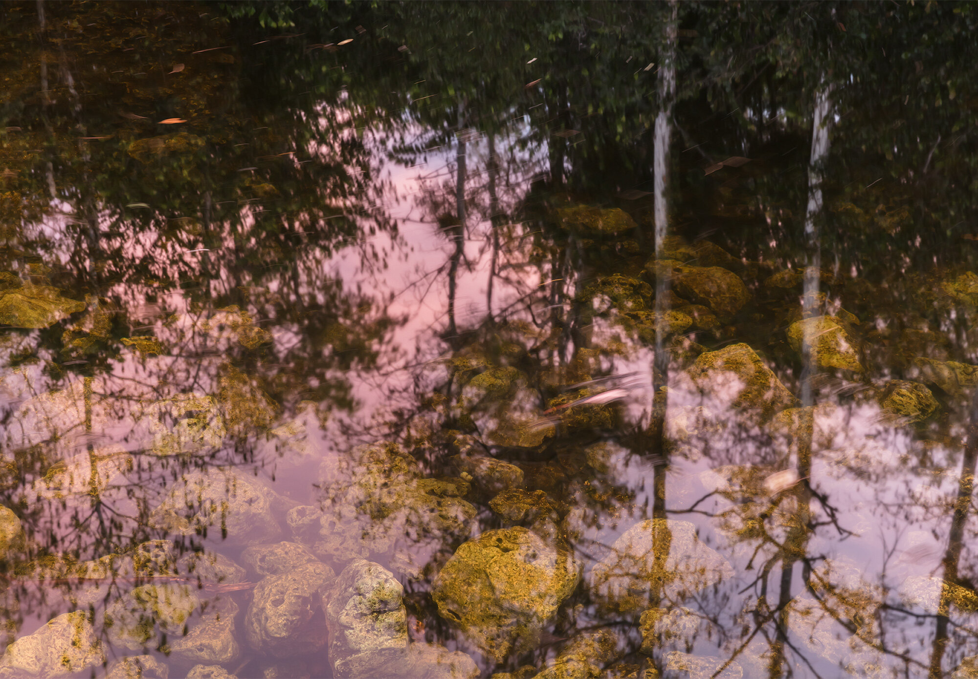 Jeanine Michna-Bales,  Mirrored Worlds, Big Cypress Swamp, Florida, 2018