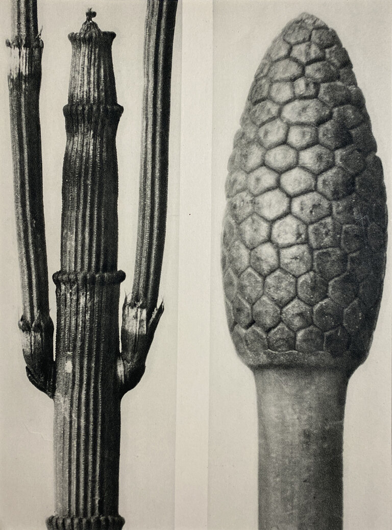 Karl Blossfeldt: a. Equisetum hiemale  b. Equisetum arvense, ca. 1920's