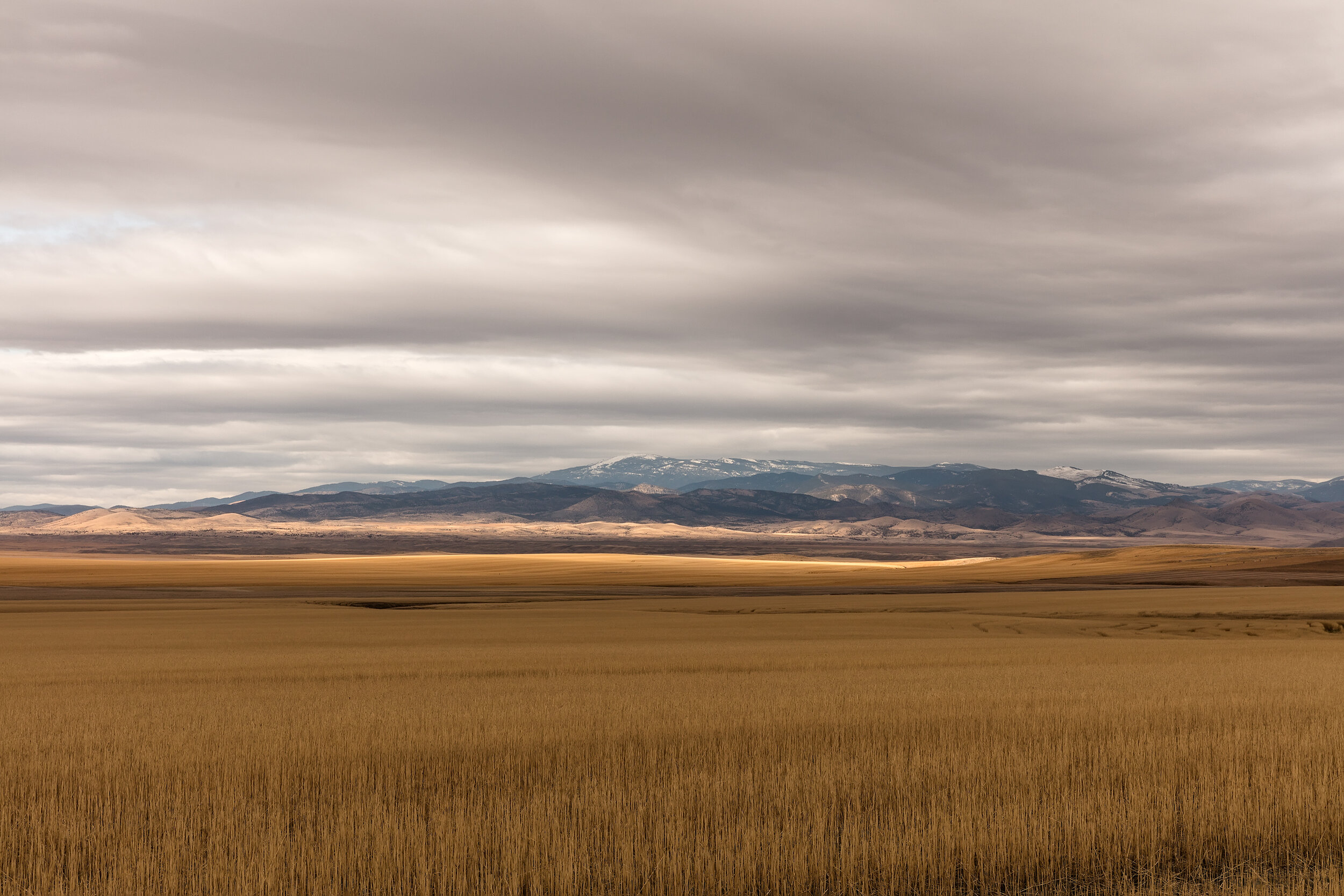 Amber Waves of Grain. Montana, 2019