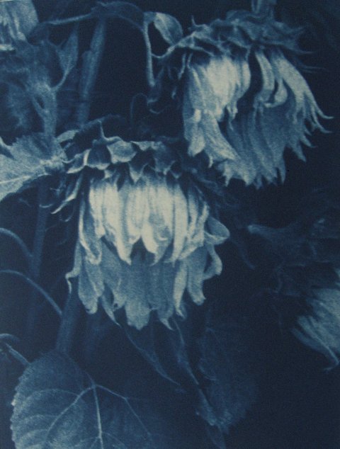 Jan van Leeuwen, Sunflowers, 1995