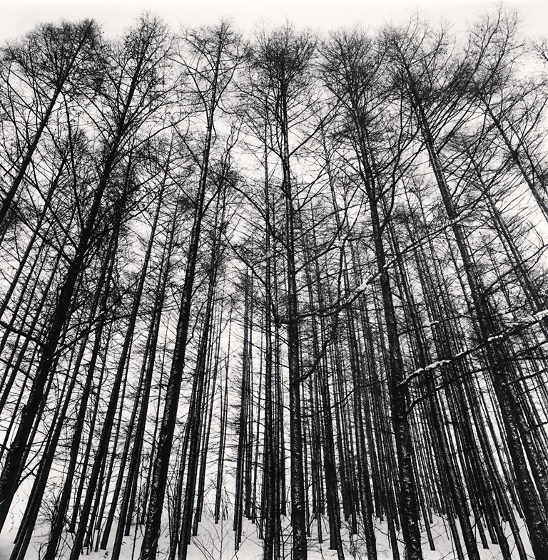 Karamatsu Forest, Biei, Hokkaido, Japan, 2013