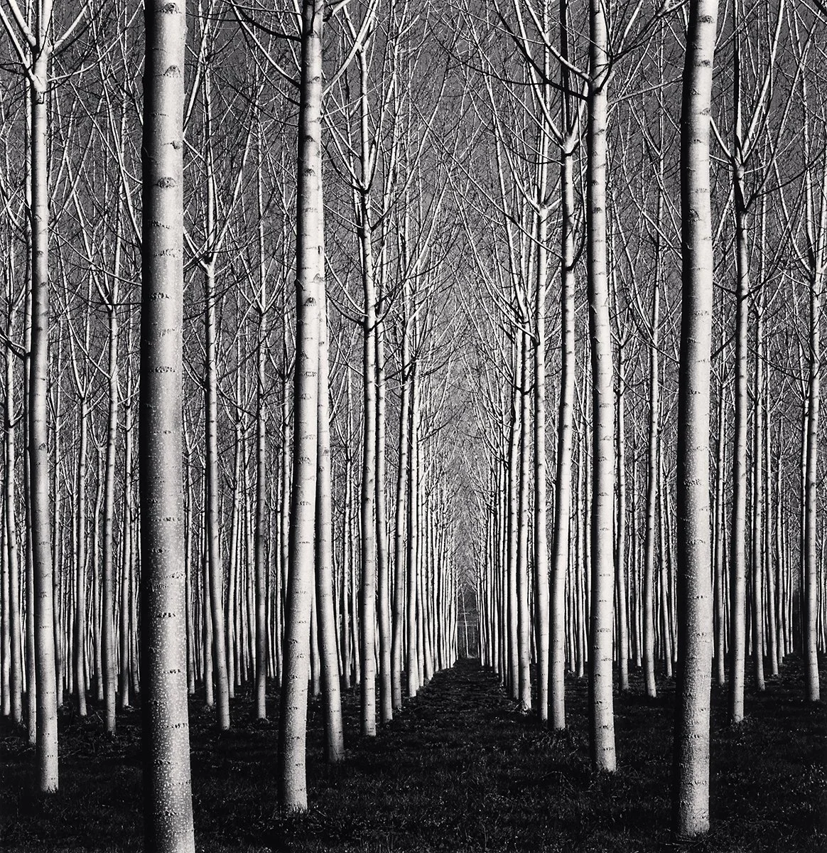 Spring Poplar Trees, Pavia, Italy. 2019