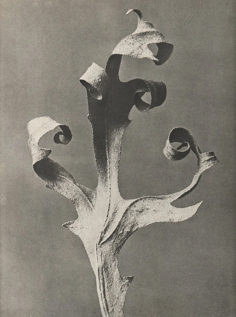 Karl Blossfeldt, Silphium laciniatum, c. 1920's