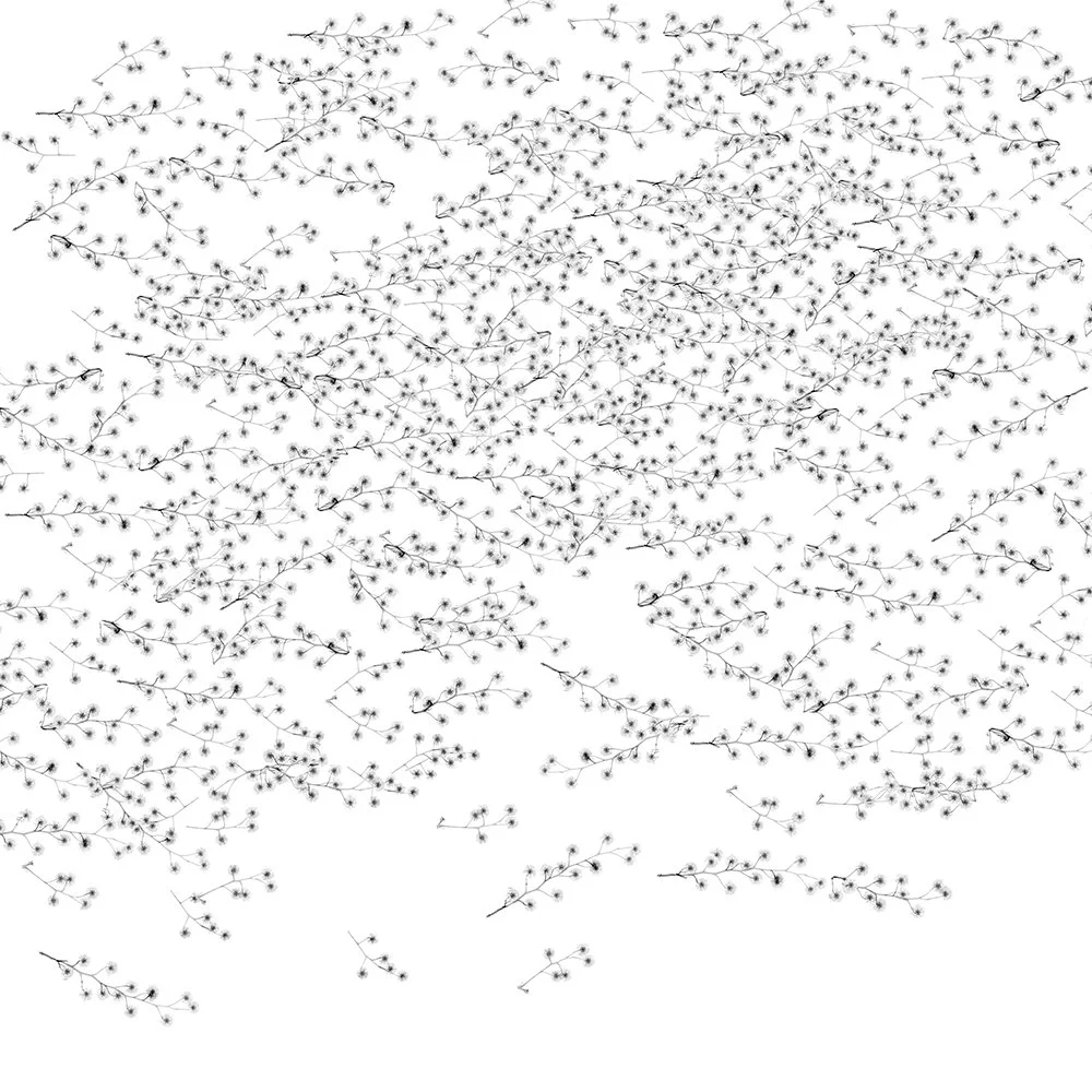 Dornith Doherty, Pycnantha, 2014