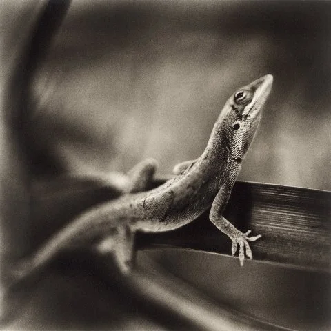 DAVID JOHNDROW
