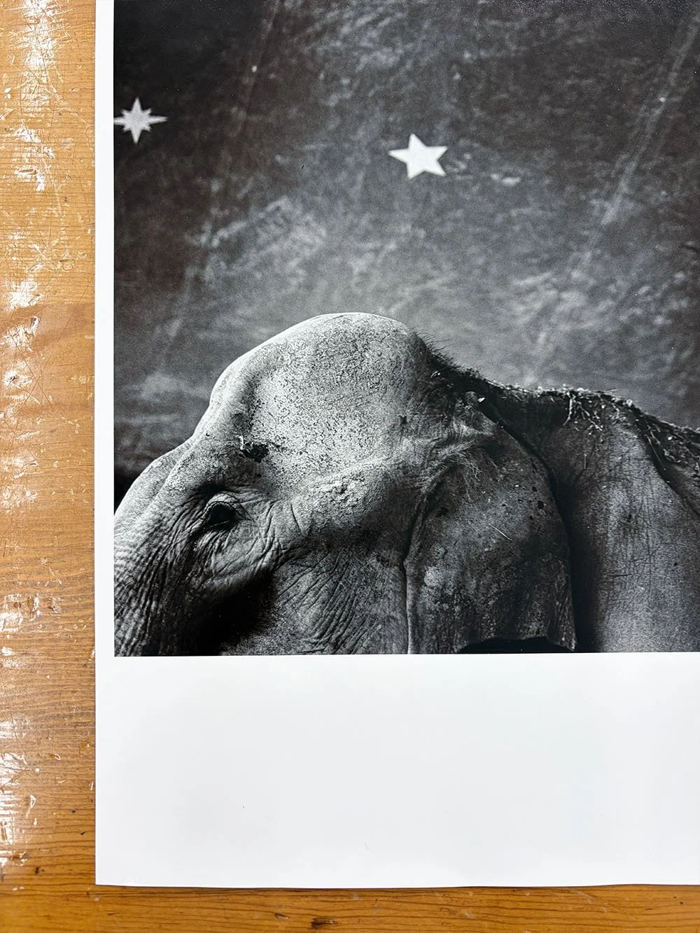 6_9535_Carter_Elephant & Stars.jpg