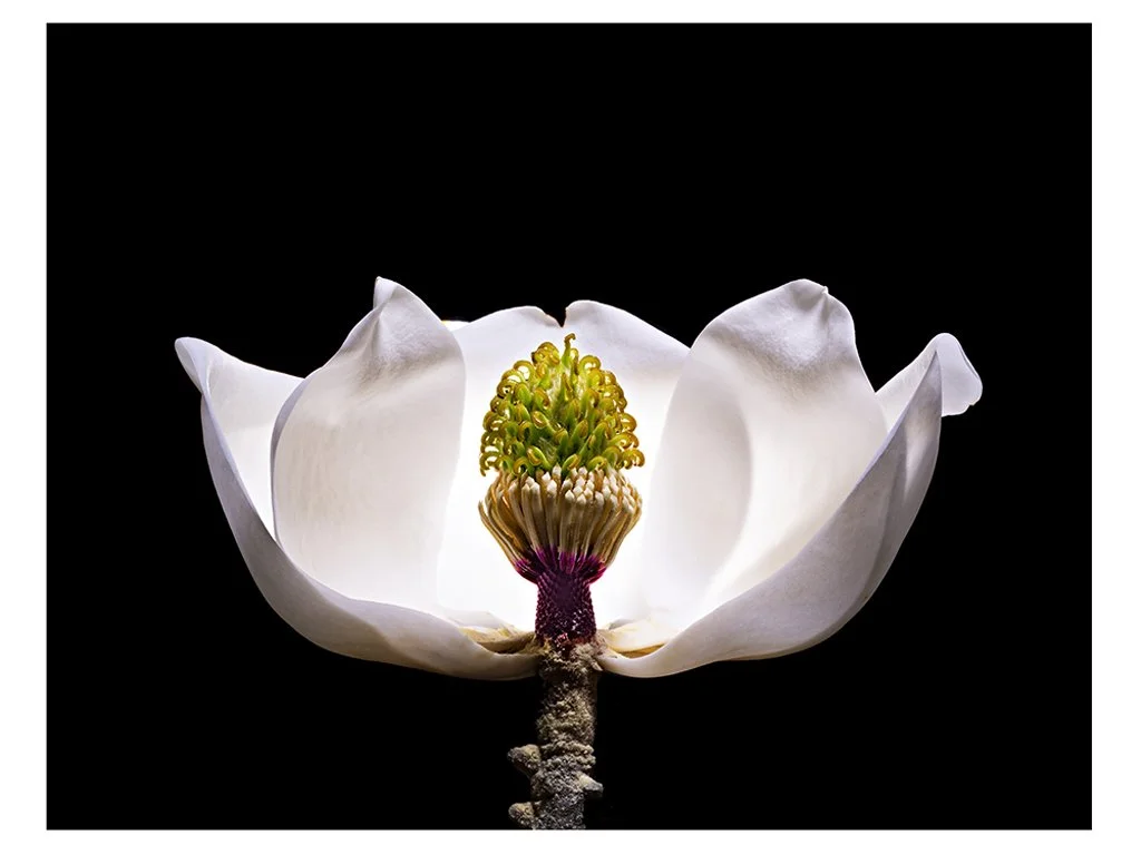 Don Netzer_Magnolia_Blossom5_2021_PDNB Gallery.jpg