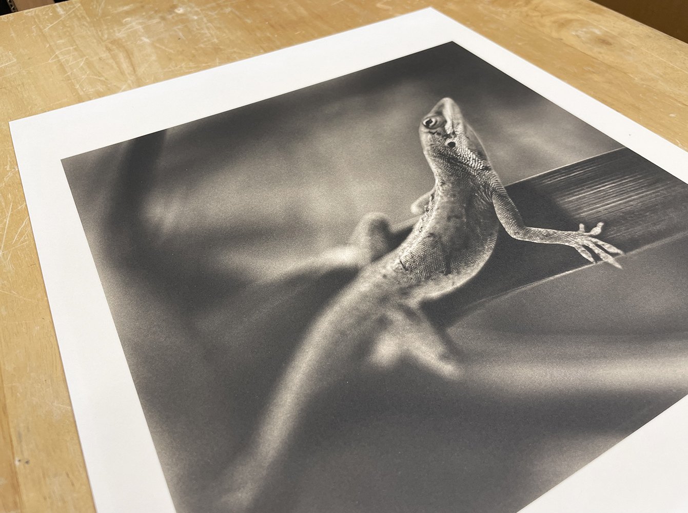 3_10070_Johndrow_Anole Lizard.jpg