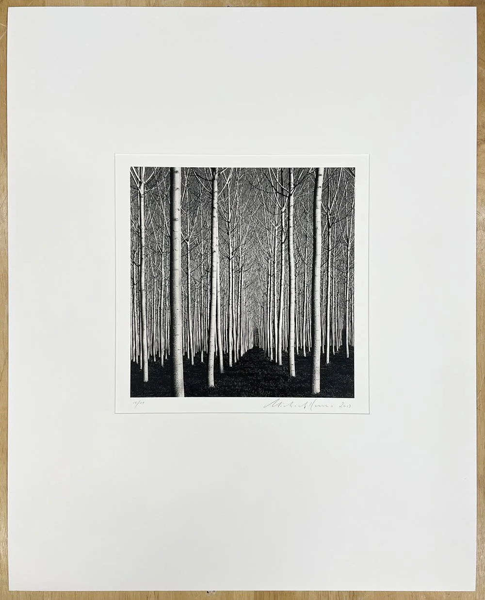 1_14081_Kenna_Spring Poplar Trees.jpg