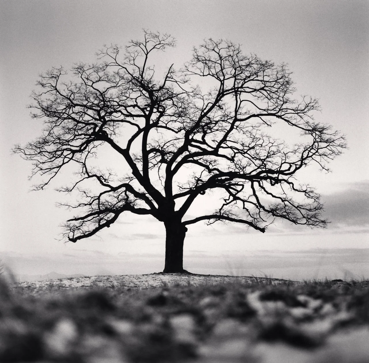 Michael Kenna: Winter Hackberry Tree, Chungcheongnam-do, South Korea. 2023