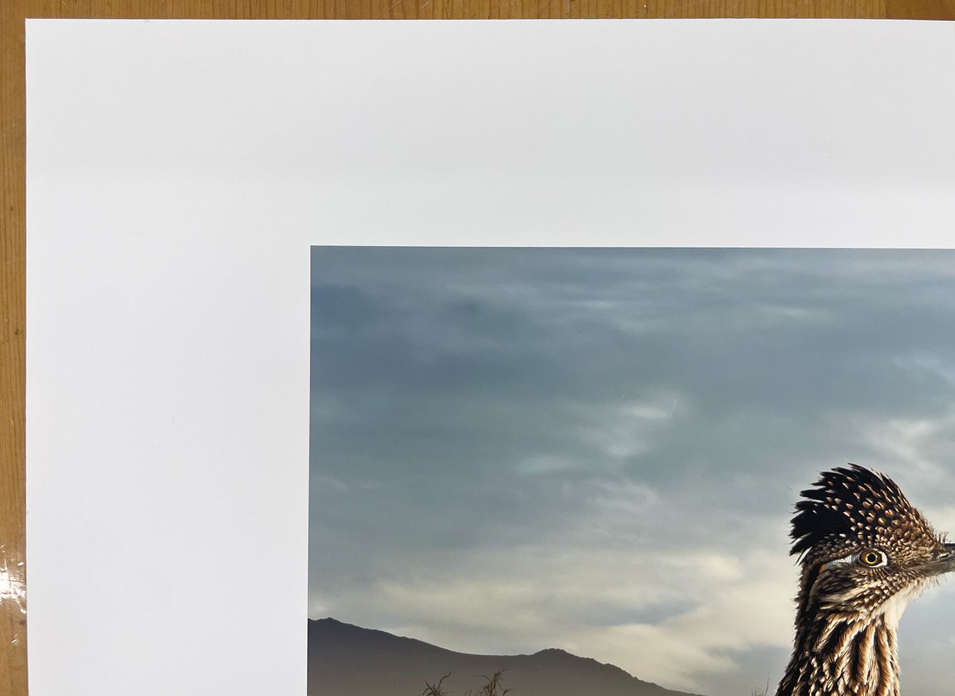 5_14366_Medow_Greater Roadrunners.jpg