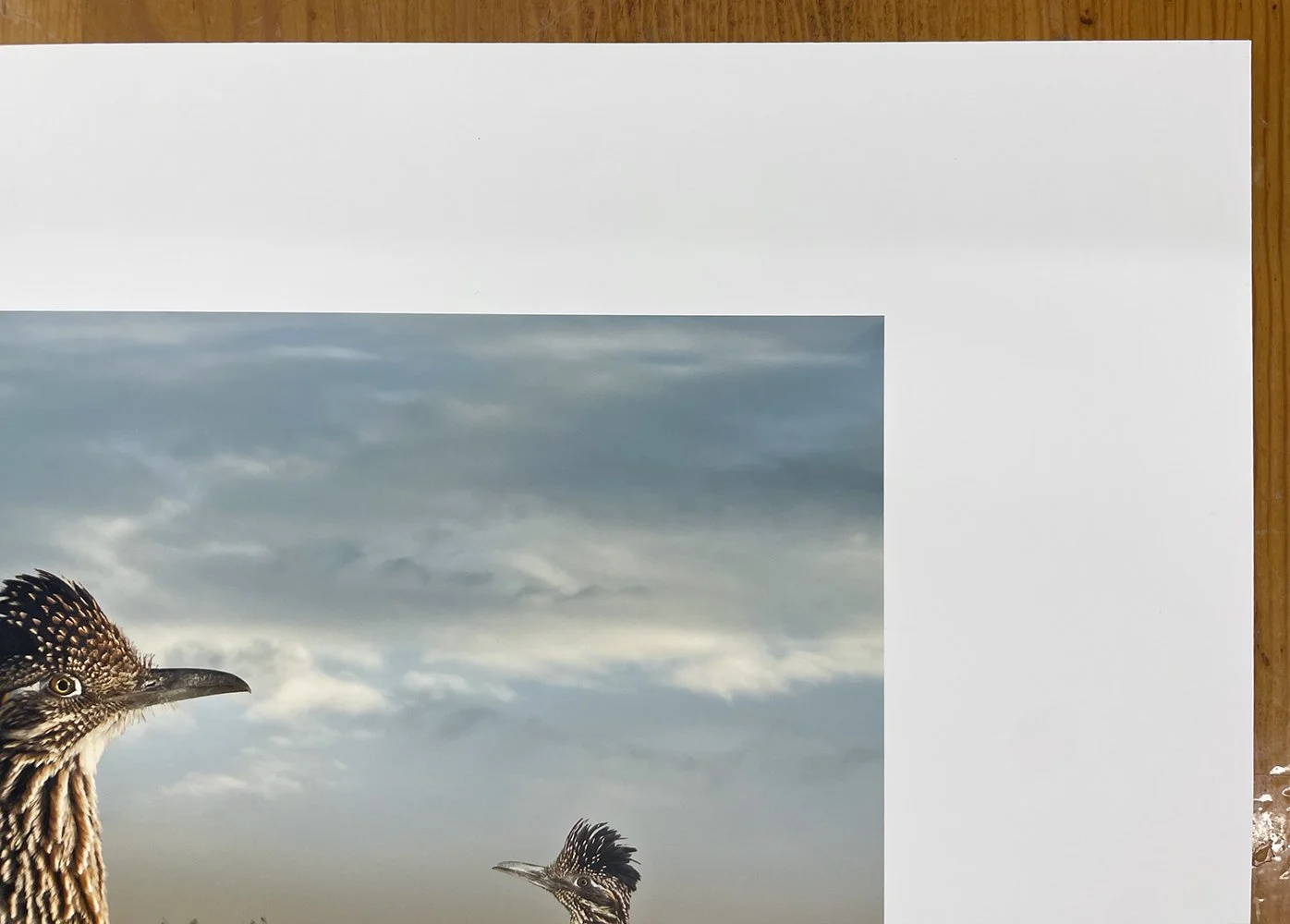 6_14366_Medow_Greater Roadrunners.jpg