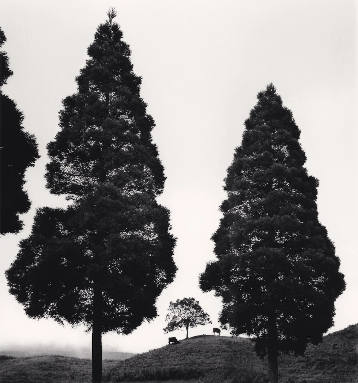 Michael Kenna: Akaushi and Trees, Kumamoto, Kyushu, Japan. 2024