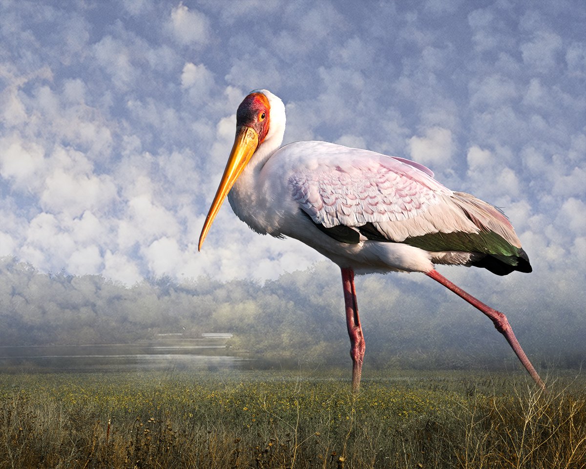 12_Medow_Yellow-billed Stork Strolling.jpeg