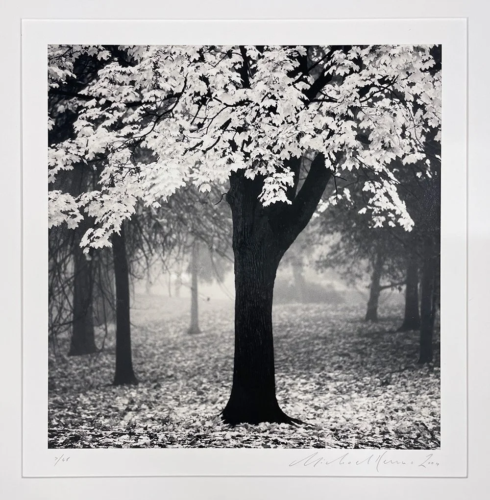 2_13469_Kenna_Irving Park Tree.jpg