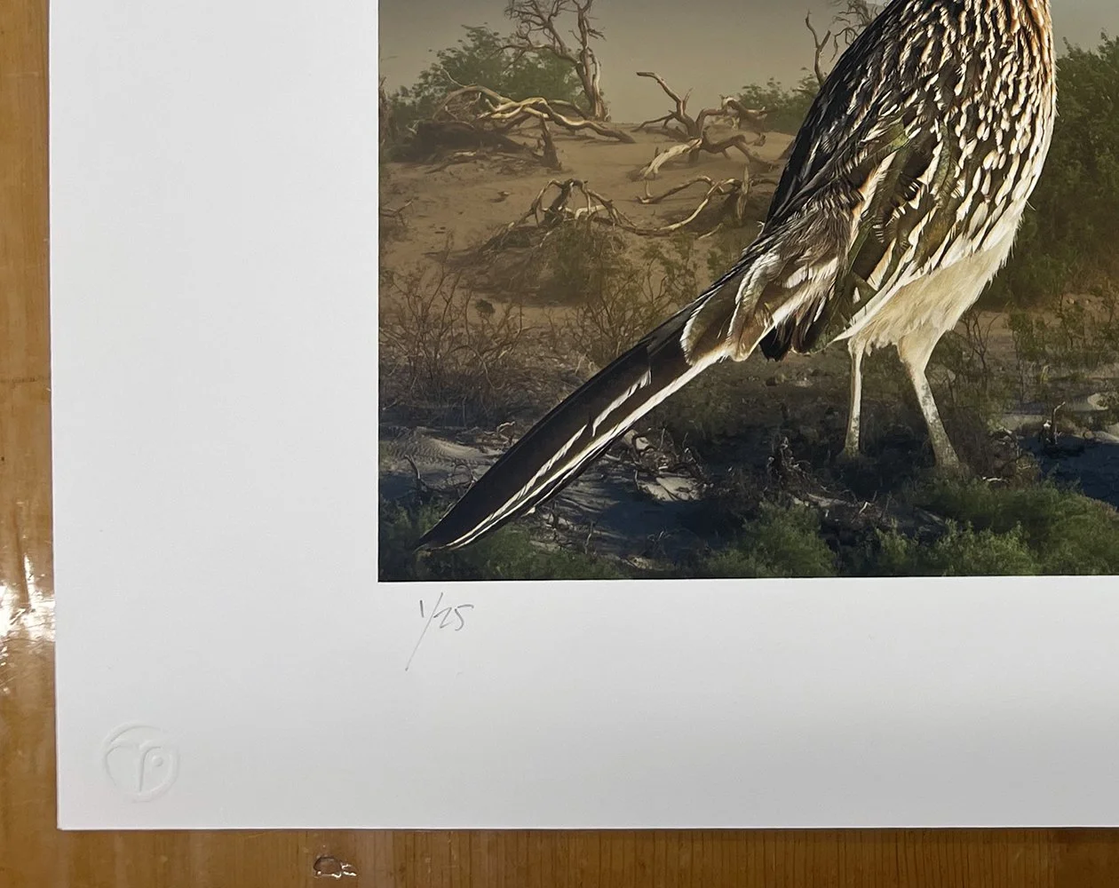 4_14366_Medow_Greater Roadrunners.jpg