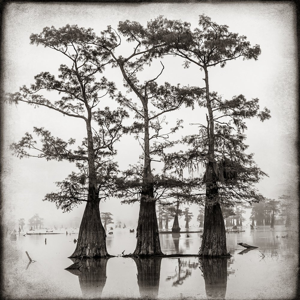 Framed Photo Print of BALD CYPRESS TREES LAKE MARTIN LOUISIANA SWAMP BLACK  AND WHITE Print Picture Image Fine Art Photography Large Framed Print Wall  Decor Art For Sale Stock Photo Photograph High