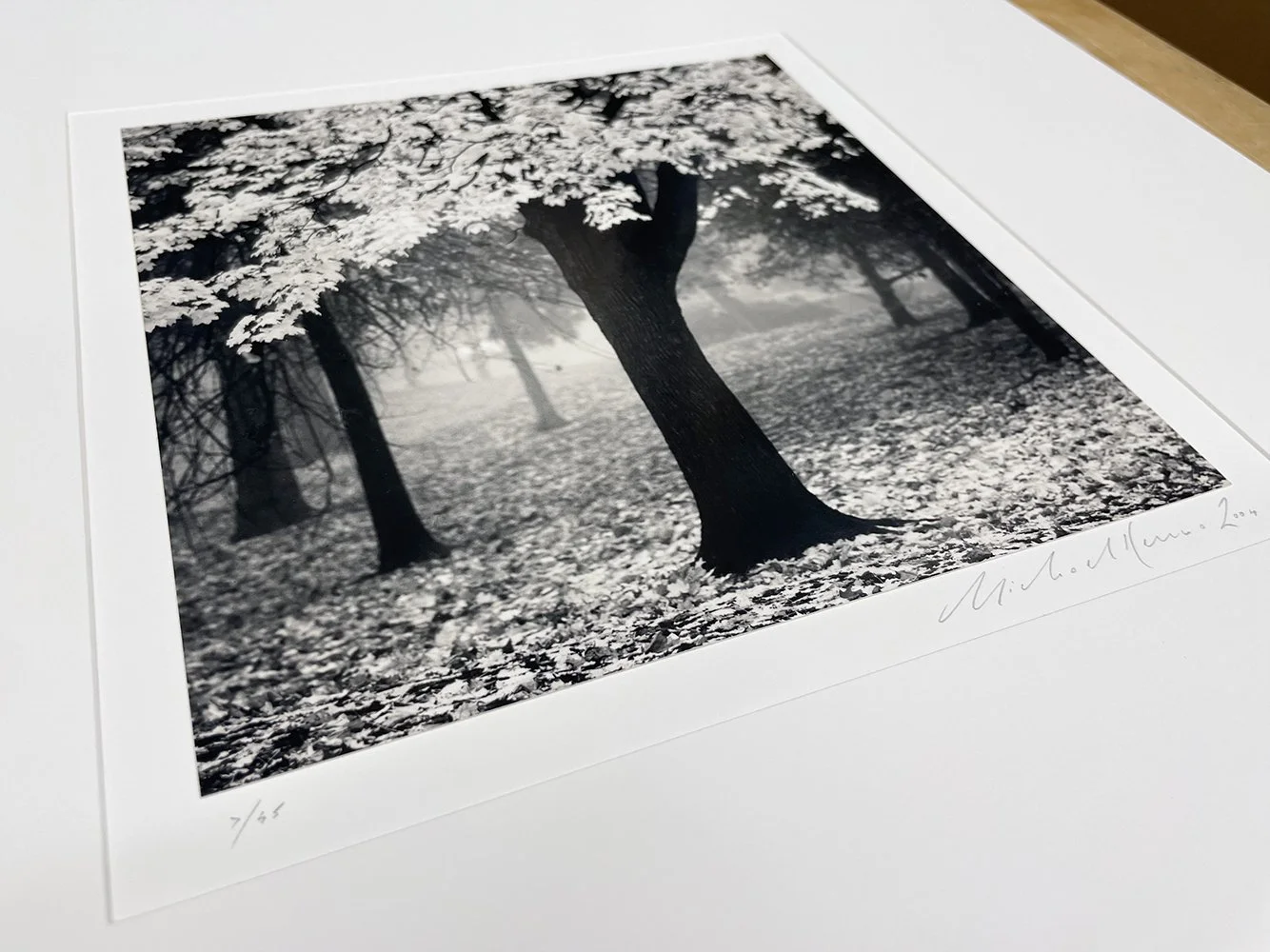 4_13469_Kenna_Irving Park Tree.jpg