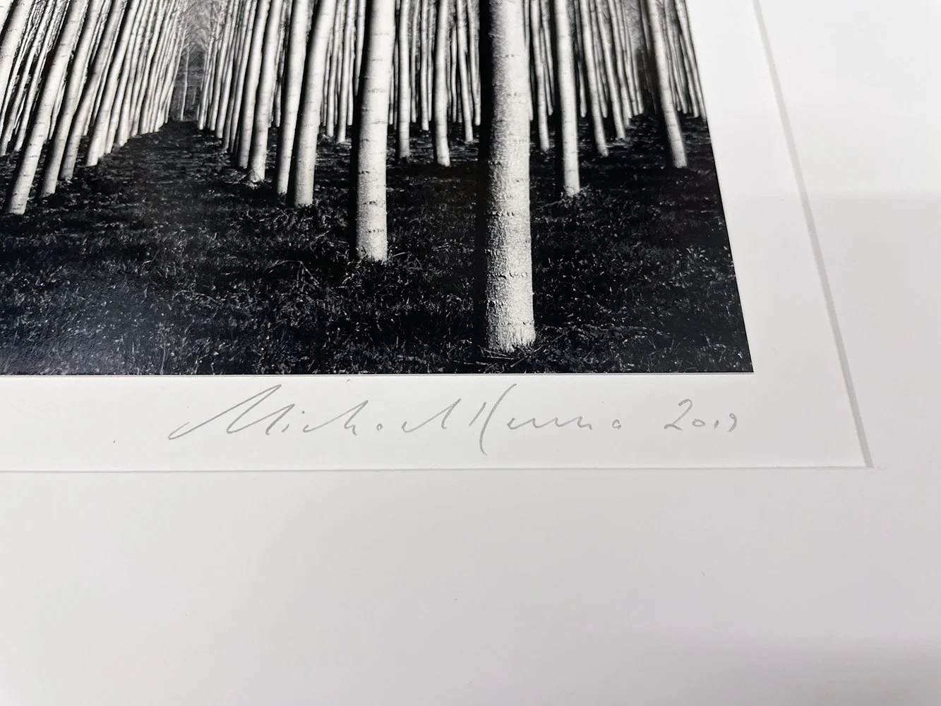 3_14081_Kenna_Spring Poplar Trees.jpg