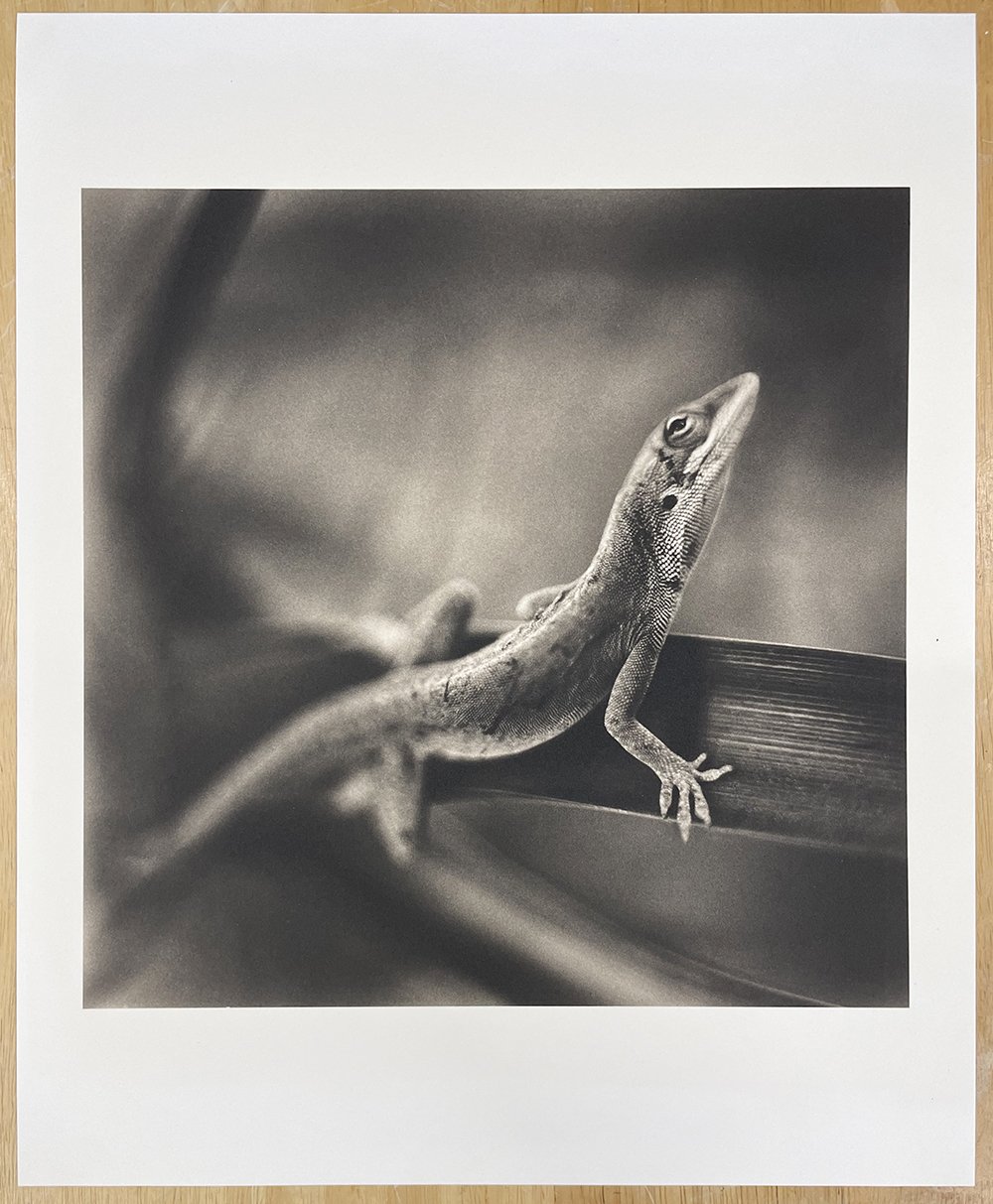 2_10070_Johndrow_Anole Lizard.jpg