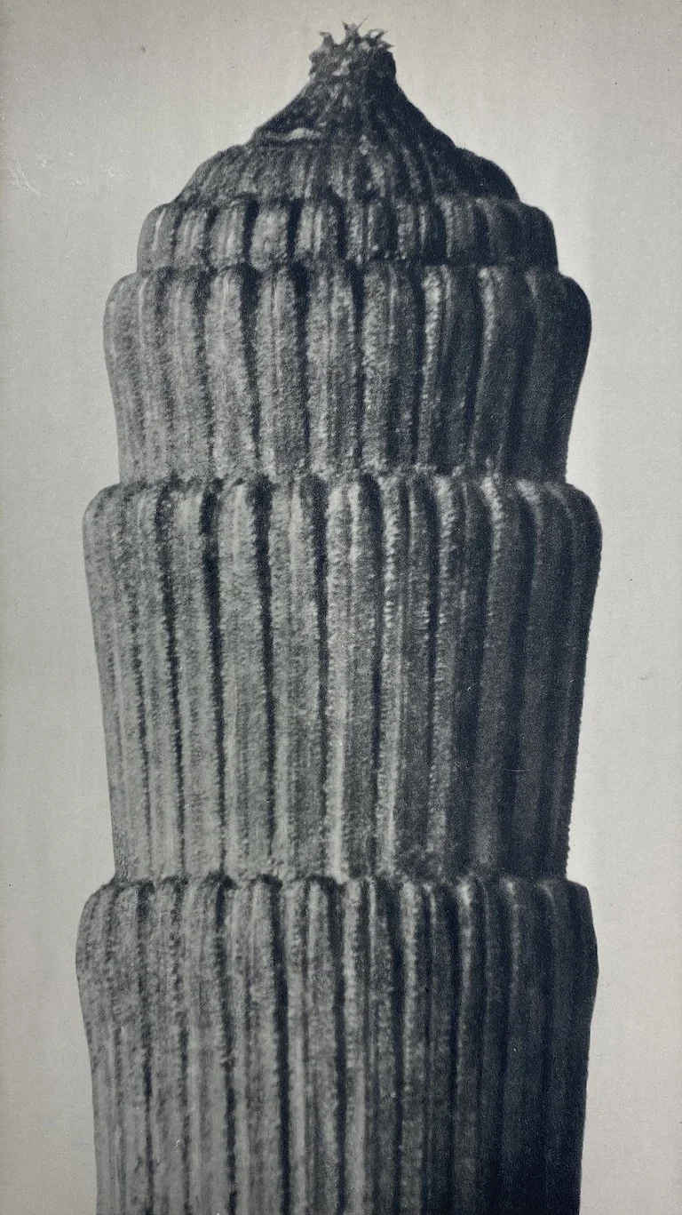 18_9736_Karl Blossfedt_Equisetum hiemale_1920_PDNB Gallery_LR.JPG